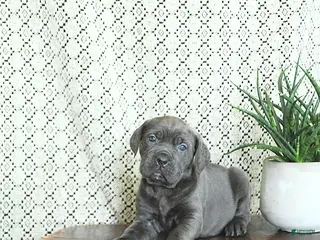 Cane Corso dogs Karma - Ad 14
