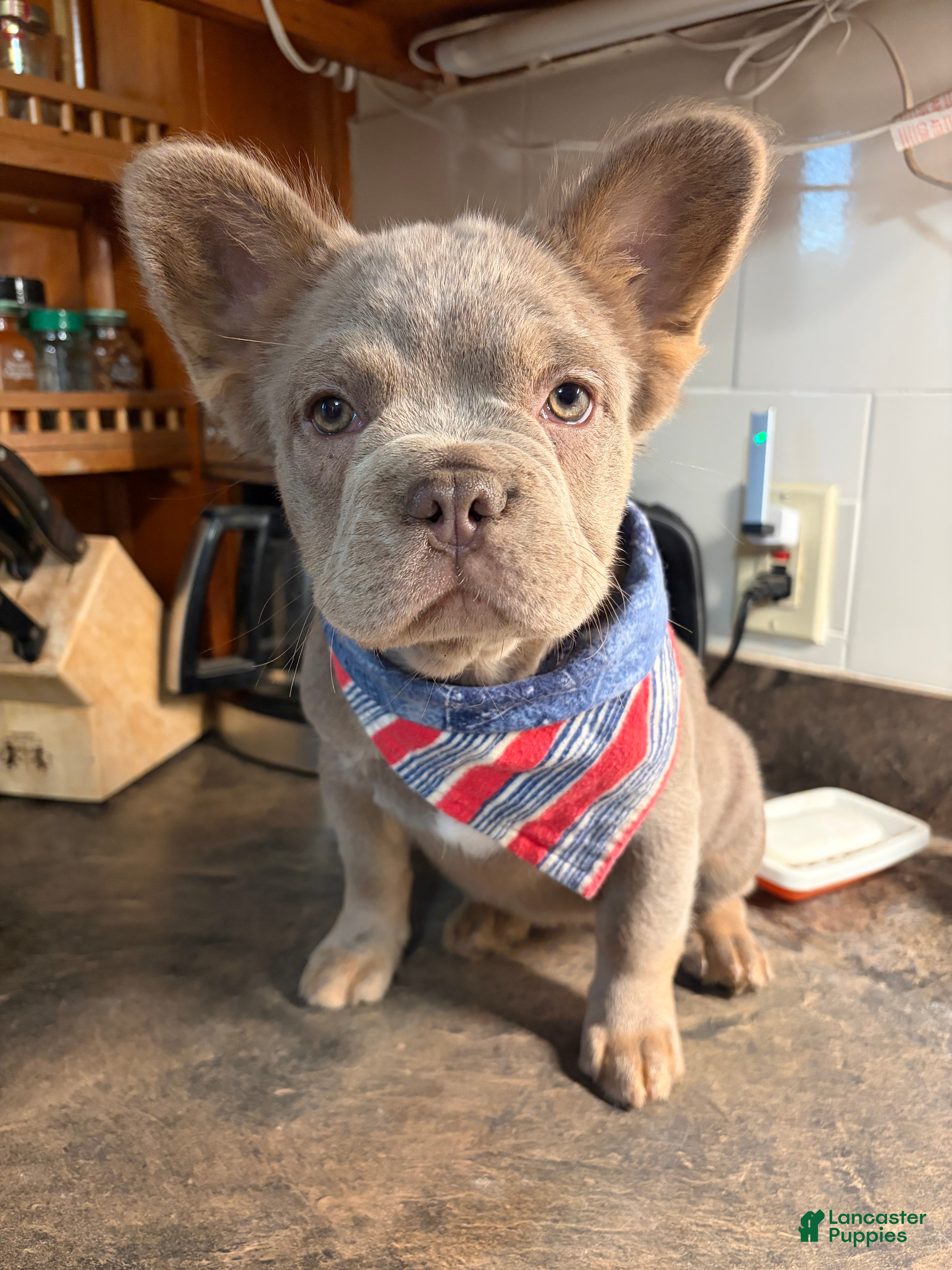French Bulldog dogs French Bulldog 5 - Ad 1
