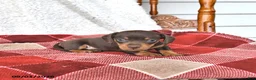Miniature Dachshund dogs for sale: Jasper - Ad 3