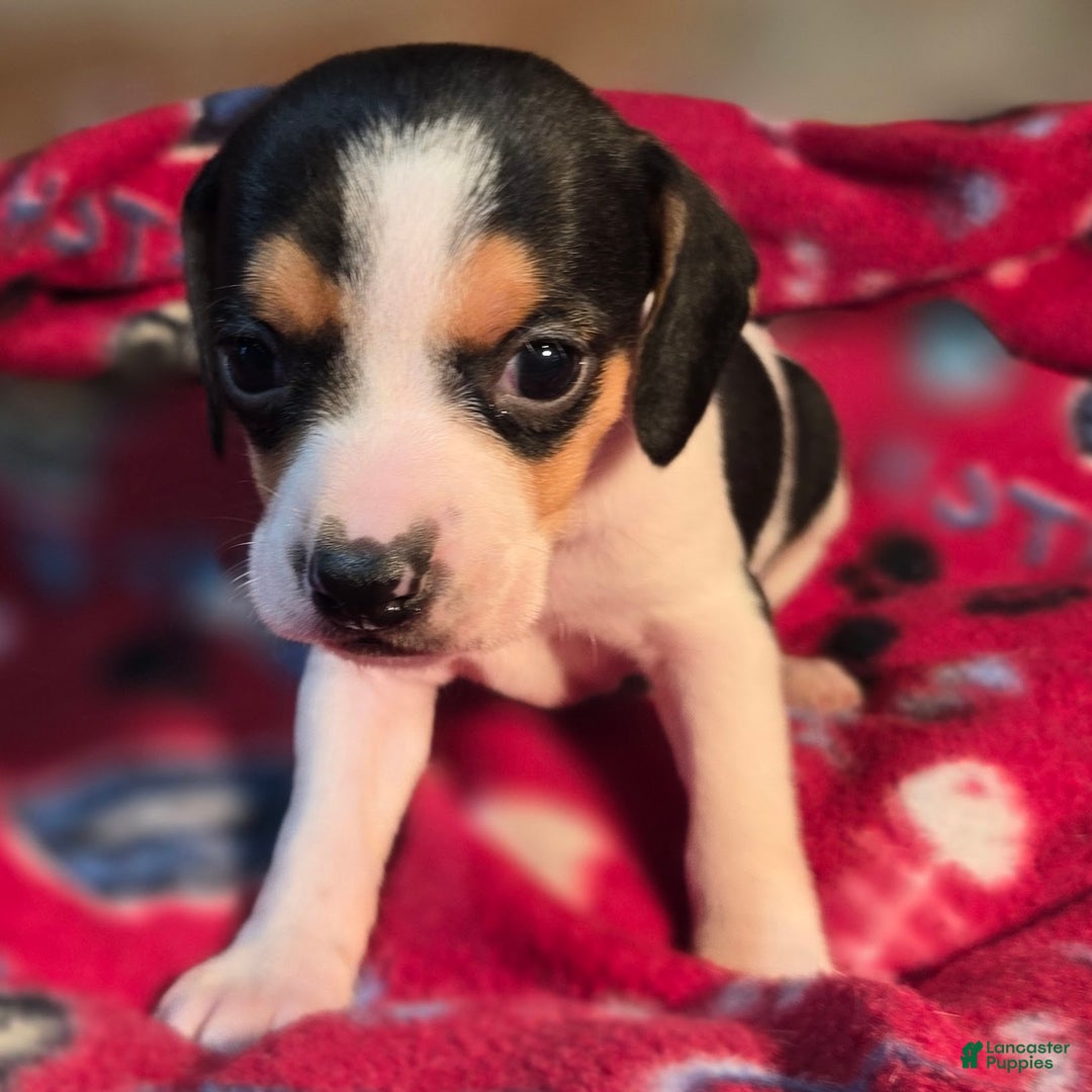 Beagle dogs for sale: Basil Queen Elizabeth Pocket Beagle - Ad 4