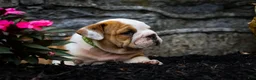 English Bulldog dogs for sale: Daxter - Ad 4