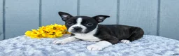 Mixed Breed dogs for sale: Sophie - Ad 3