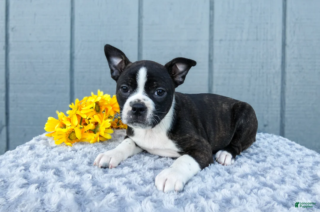 Mixed Breed dogs for sale: Sophie - Ad 3