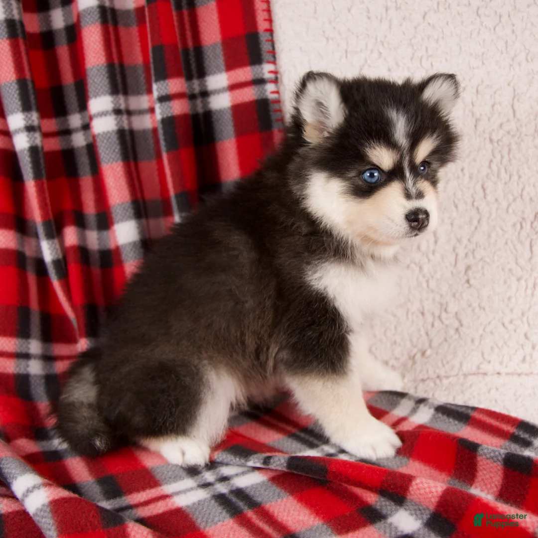 Pomsky dogs for sale: Jade - Ad 4