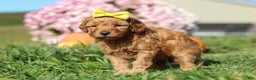 Cavapoo dogs for sale: Bianca - Ad 2