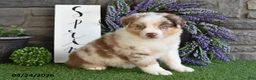 Australian Shepherd dogs for sale: Lilly Rose - Ad 1