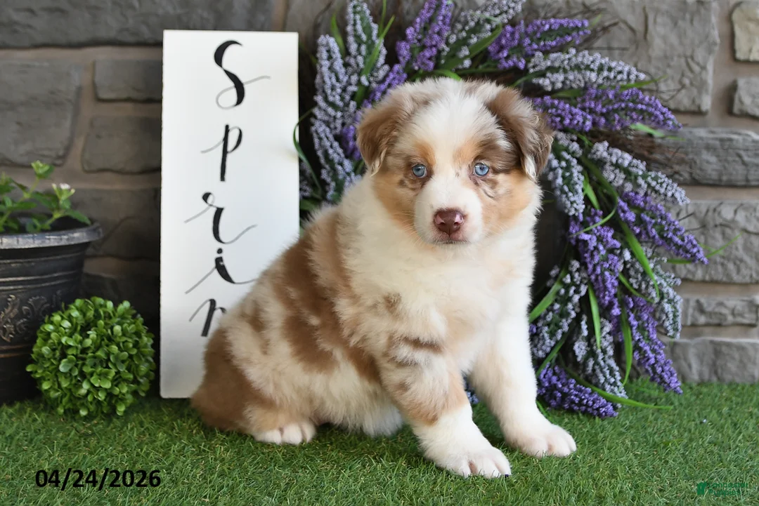 Australian Shepherd dogs for sale: Lilly Rose - Ad 1
