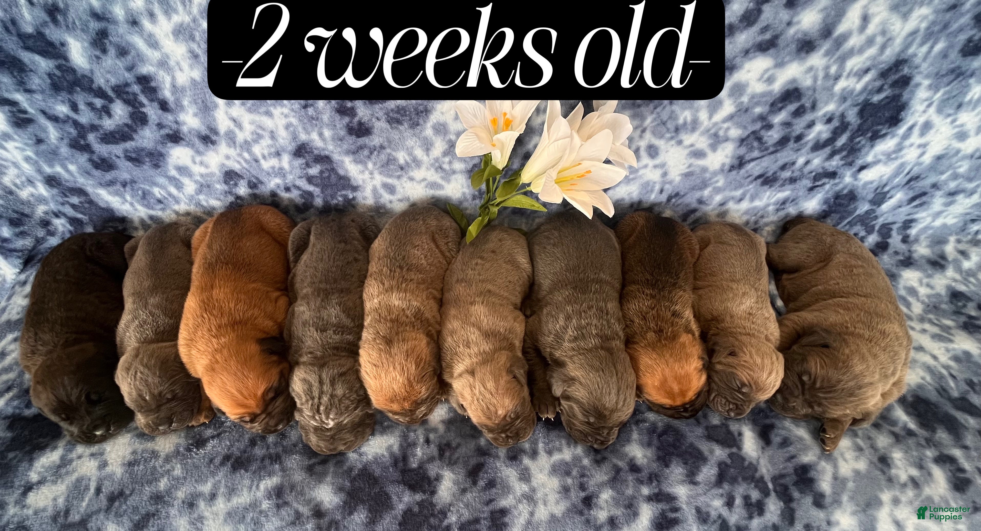 Cane Corso dogs Bailey - Ad 25