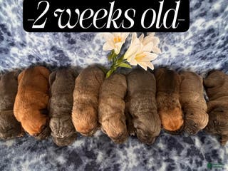 Cane Corso dogs Bailey - Ad 30