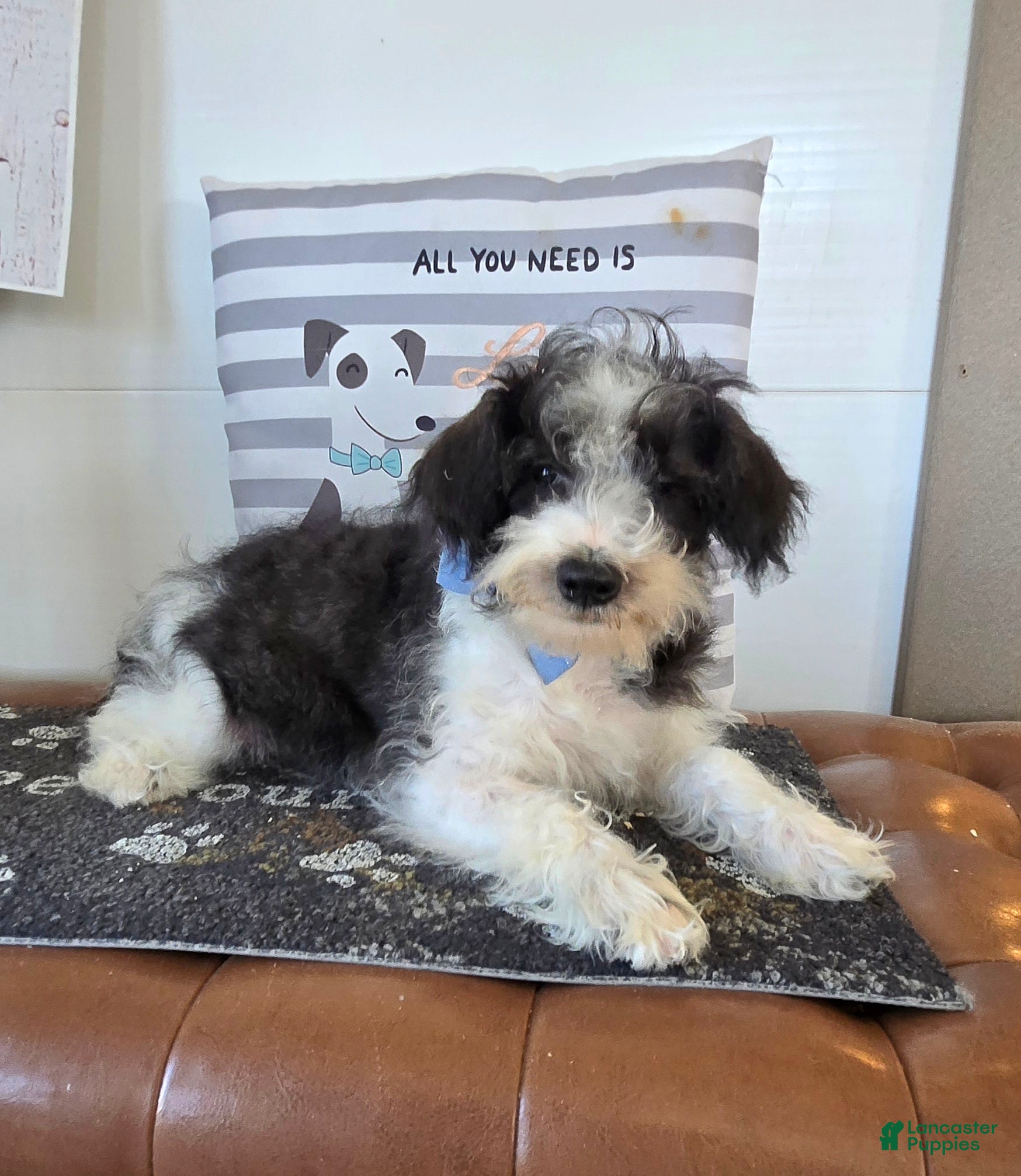 Schnoodle dogs Dusty - Ad 1