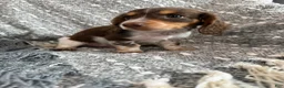 Miniature Dachshund dogs for sale: River - Ad 3