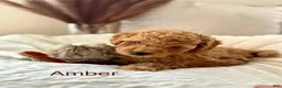 Toy Poodle dogs for sale: Amber - Ad 1
