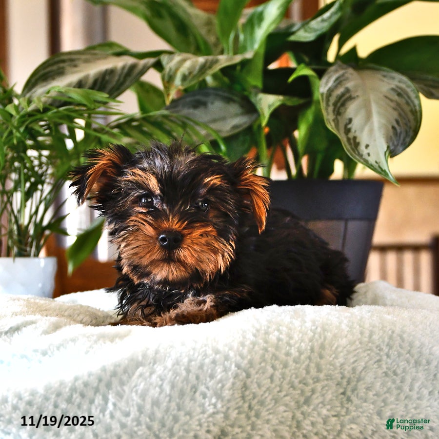 Yorkshire Terrier dogs Patrick - Ad 42