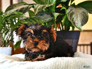 Yorkshire Terrier dogs Patrick - Ad 13
