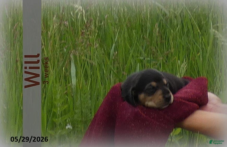 Dachshund dogs Will  - Ad 2