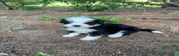 Mini Bernedoodle dogs for sale: Kade  - Ad 3