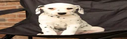 Dalmatian dogs for sale: Cindy - Ad 9