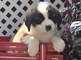 Saint Bernard dogs - Ad 26