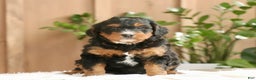 Mini Bernedoodle dogs for sale: Max - Ad 1