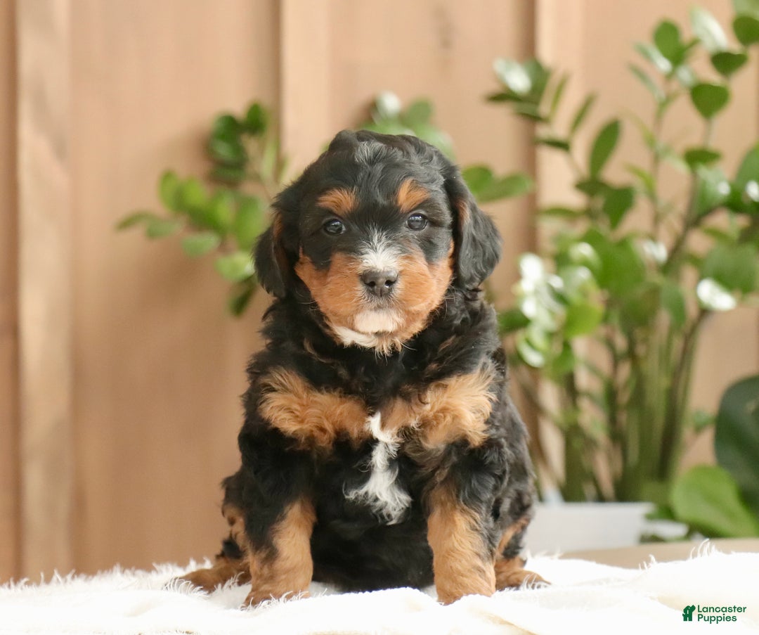 Mini Bernedoodle dogs for sale: Max - Ad 1