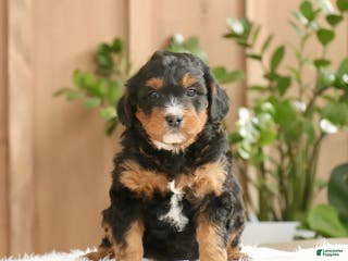 Mini Bernedoodle dogs Max - Ad 29