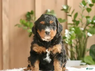 Mini Bernedoodle dogs Max - Ad 25