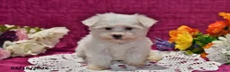 Maltese dogs for sale: Leo - Ad 3