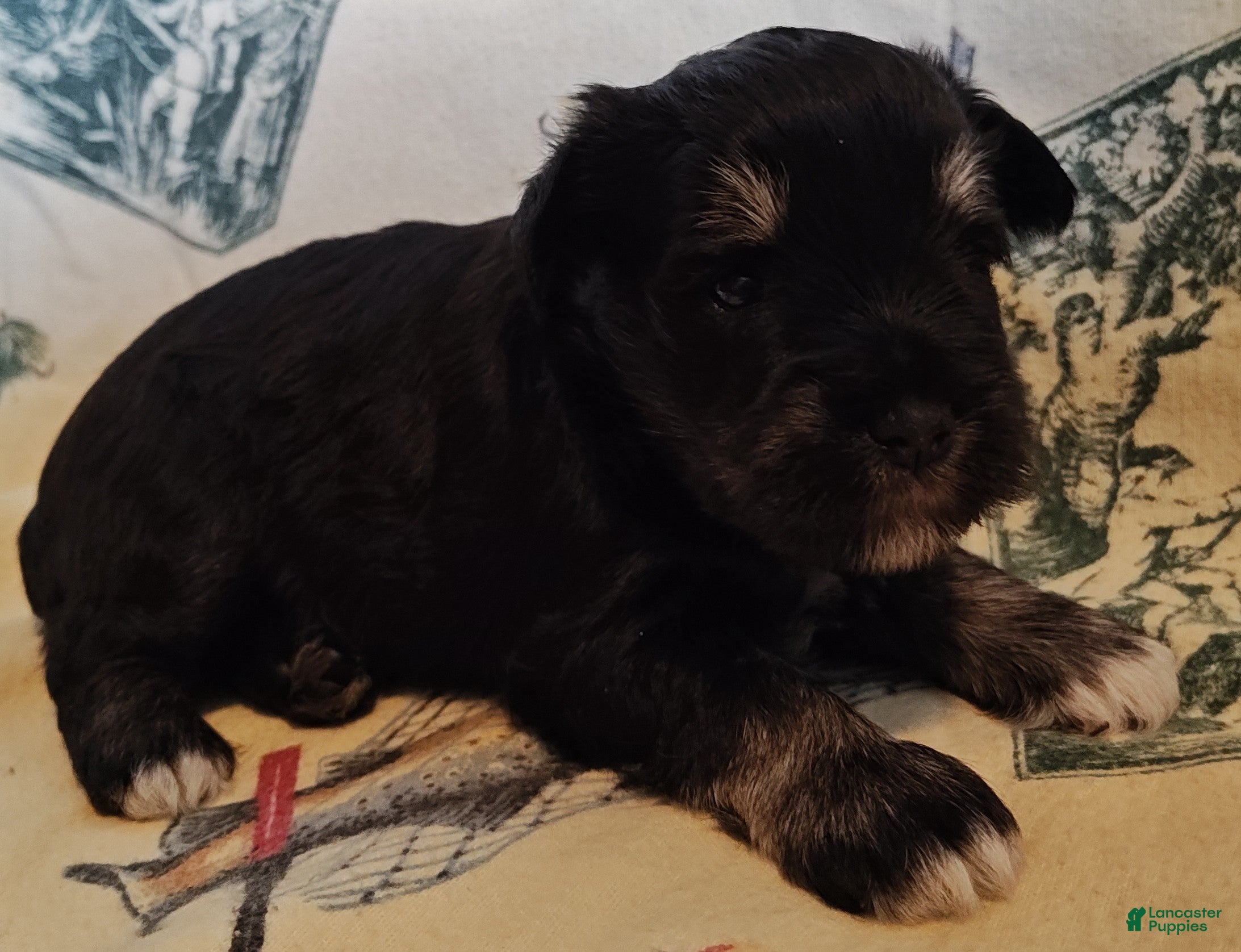 Miniature Schnauzer dogs Girl 2 - Ad 35