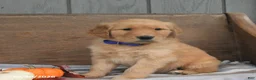 Golden Retriever dogs for sale: Wade - Ad 2