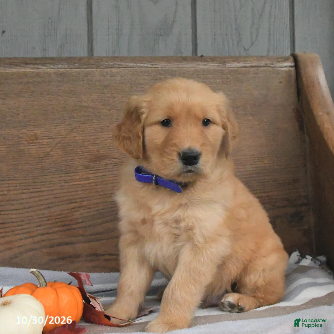 Golden Retriever dogs for sale: Wade - Ad 2
