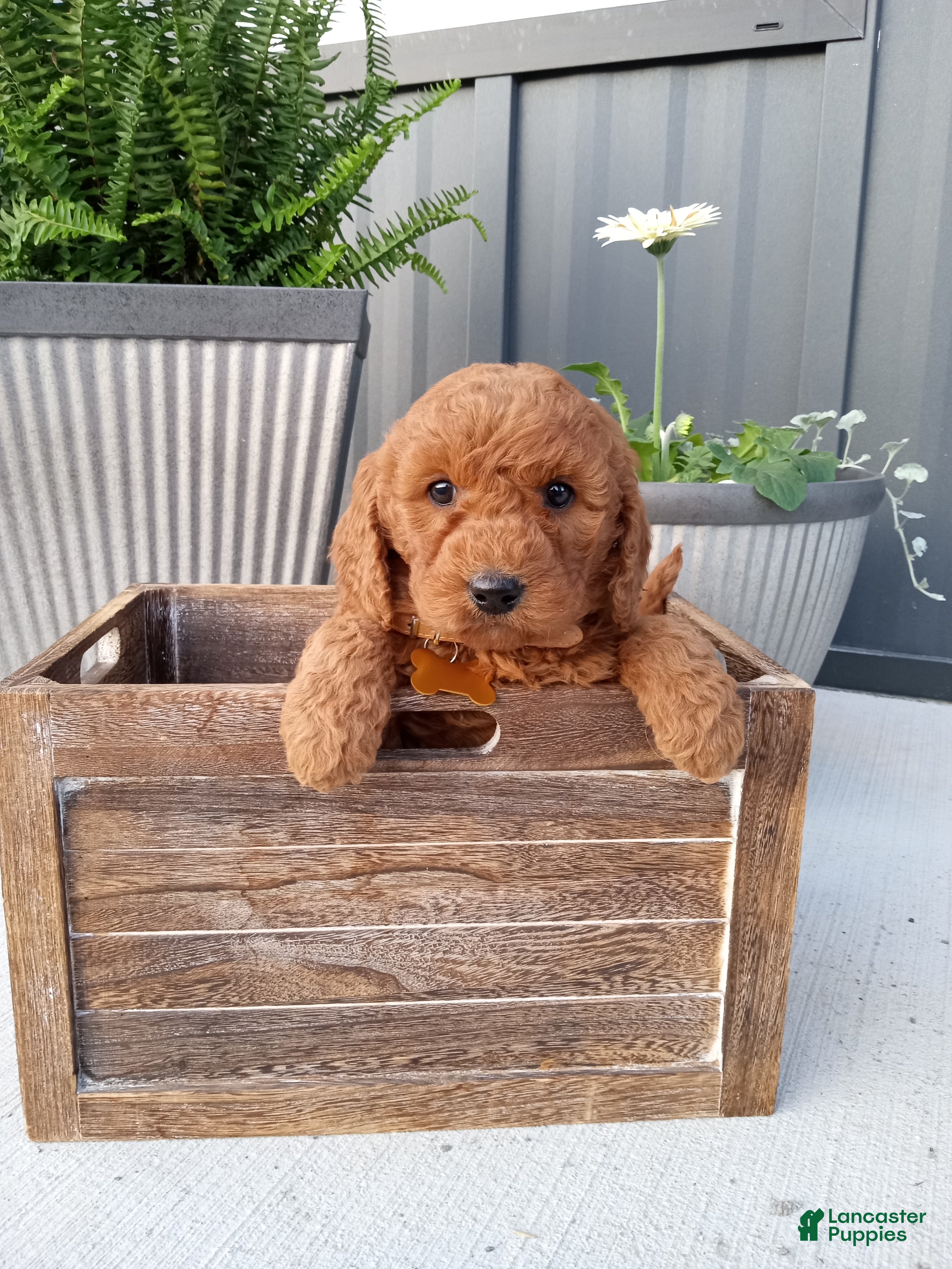 Mini Goldendoodle dogs Cleo F1b - Ad 1