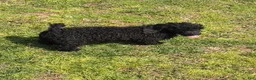 Toy Poodle dogs for sale: Arlo - Ad 2