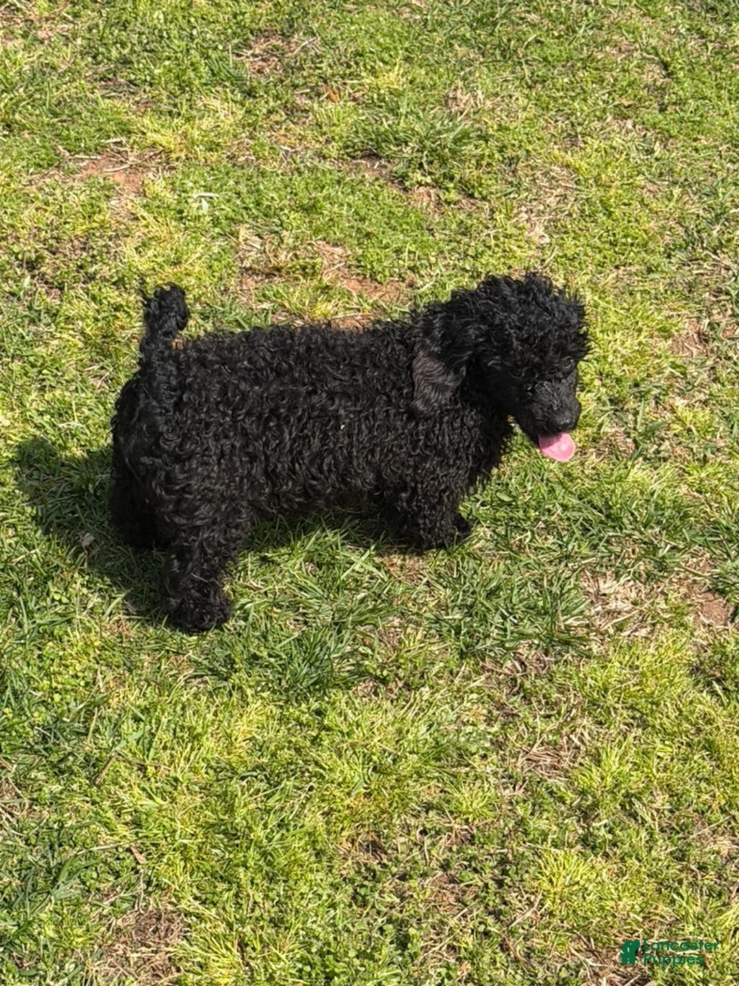 Toy Poodle dogs for sale: Arlo - Ad 2