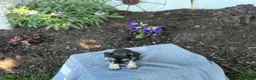 Miniature Schnauzer dogs for sale: Trixy - Ad 10