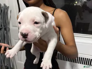 American Bully dogs American Bully Puppy 1 - Ad 4