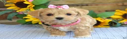 Maltipoo dogs for sale: Tessa - Ad 7