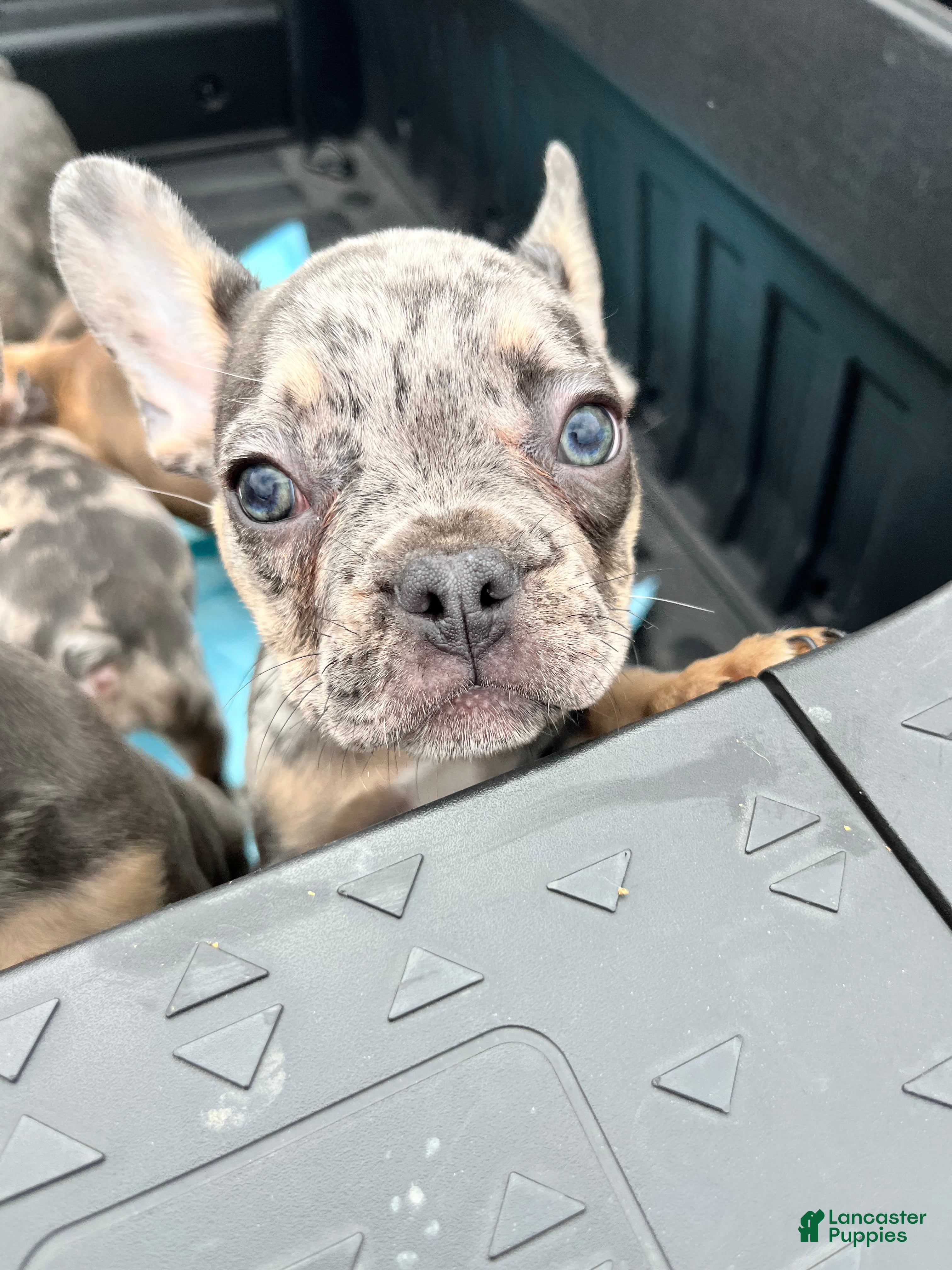 French Bulldog dogs for sale: French Bulldog Puppy 2 - Ad 4