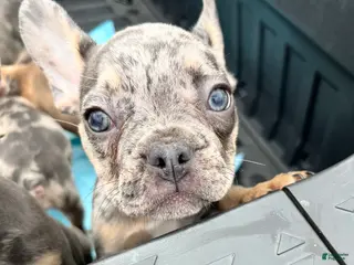 French Bulldog dogs for sale: French Bulldog Puppy 2 - Ad 4