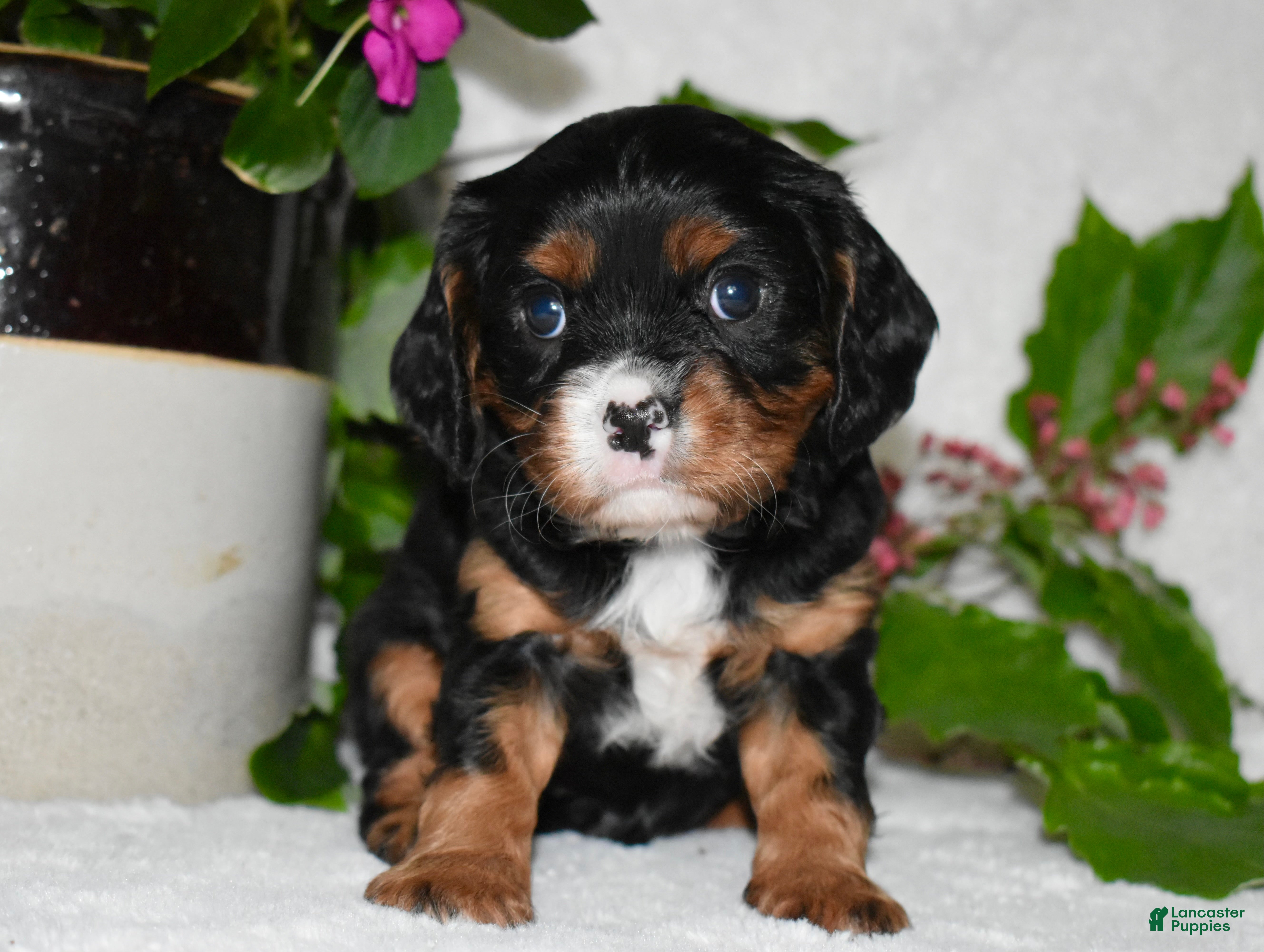 Cavalier King Charles Spaniel dogs Cavalier King Charles Spaniel 1 - Ad 20