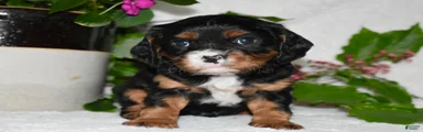 Cavalier King Charles Spaniel 1
