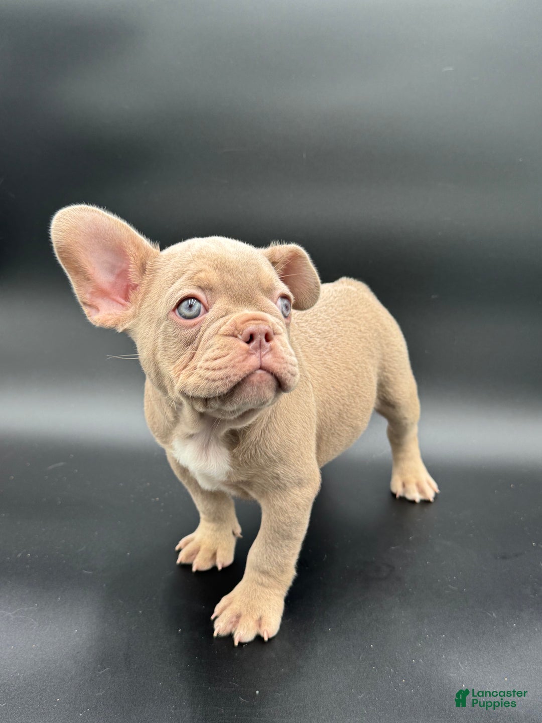 French Bulldog dogs for sale: French Bulldog Puppy 1 - Ad 3