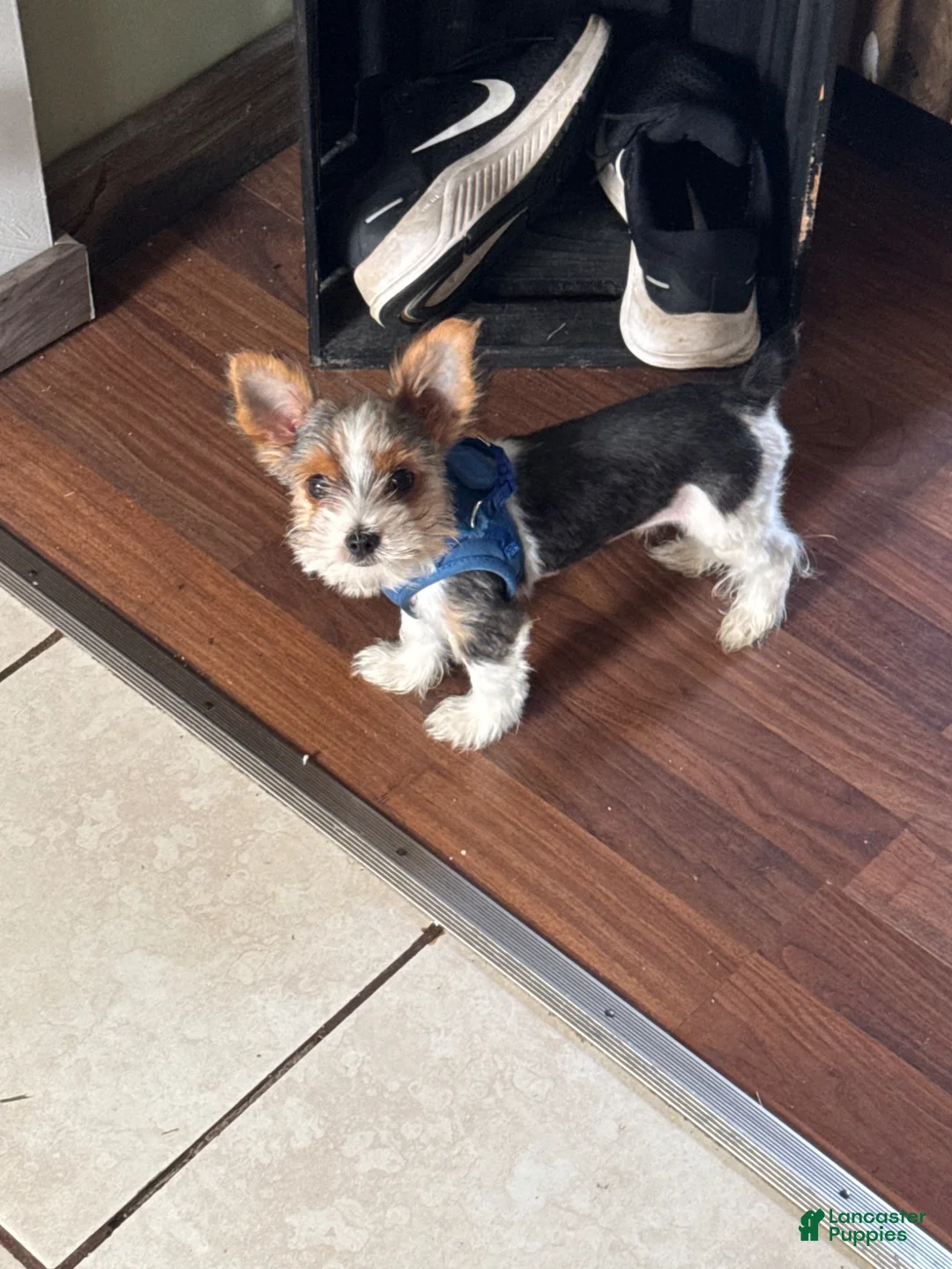 Yorkshire Terrier dogs for sale: Yorkshire Terrier 1 - Ad 1