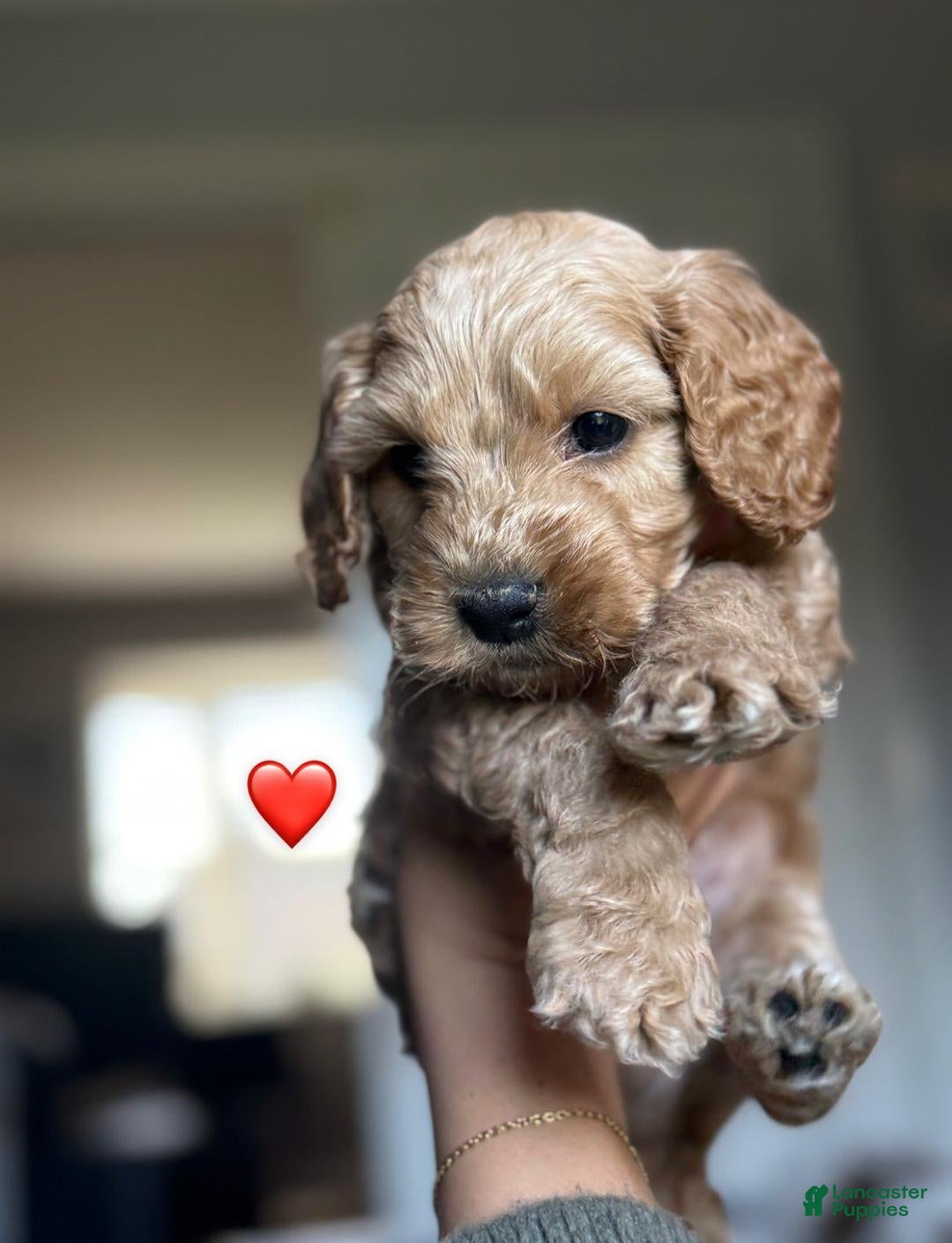 Cavapoo dogs Kevin - Ad 39