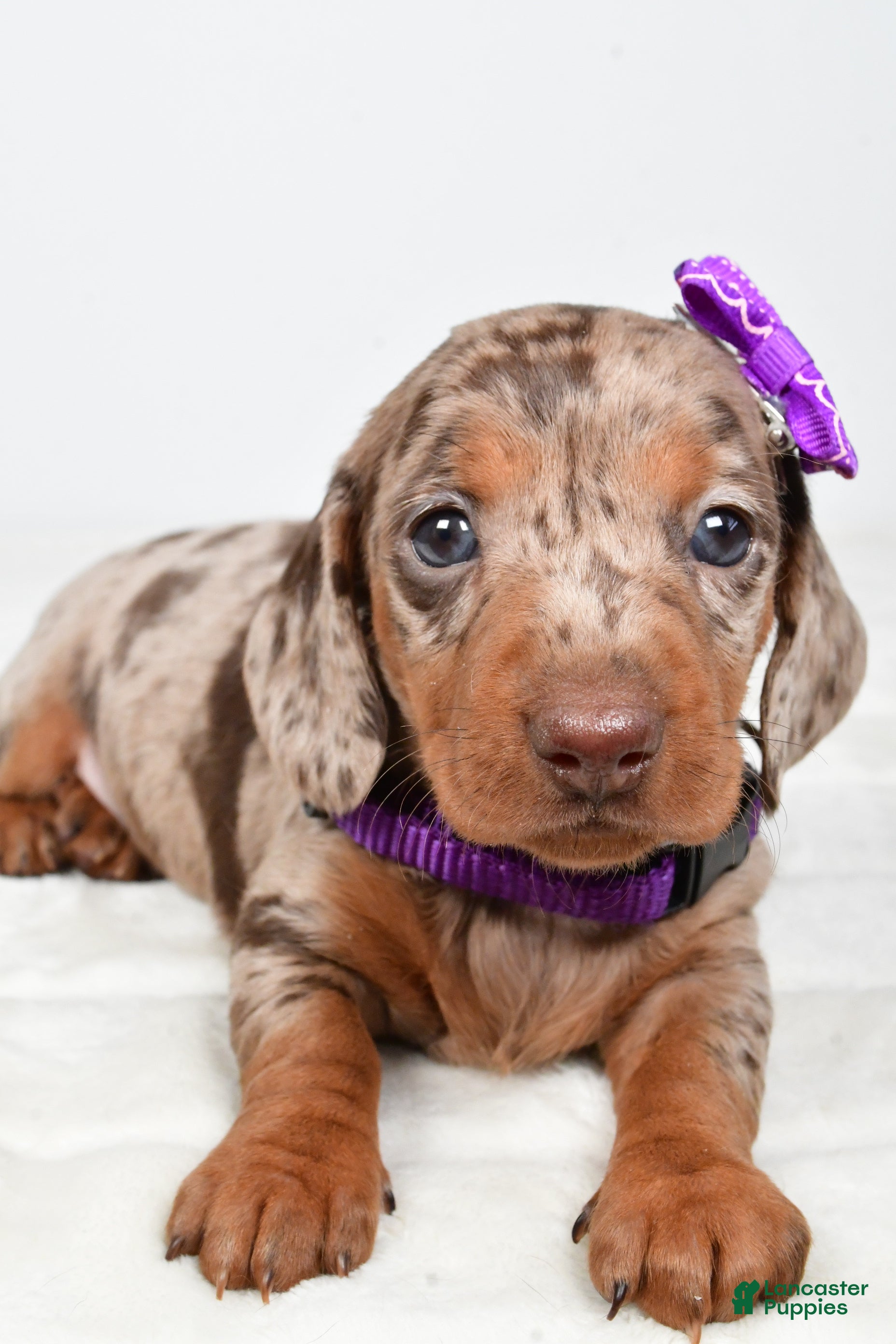 Miniature Dachshund dogs Alice - Ad 2