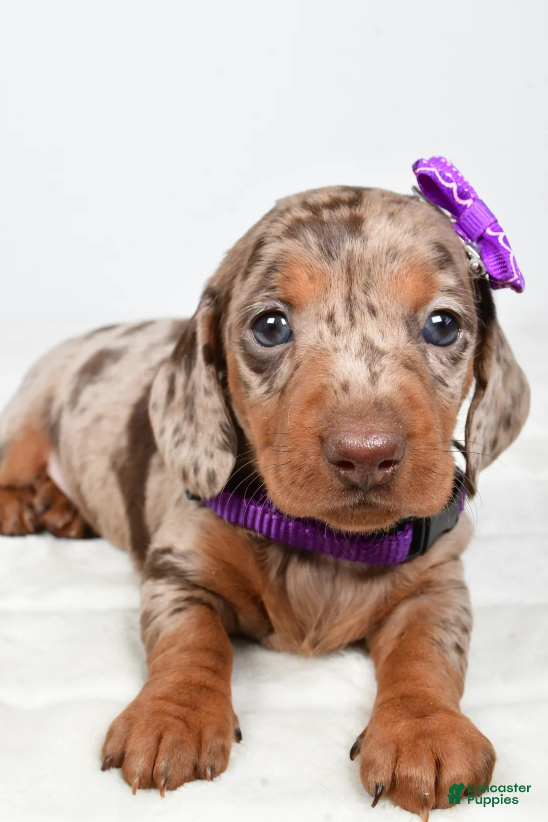 Miniature Dachshund dogs for sale: Alice - Ad 2