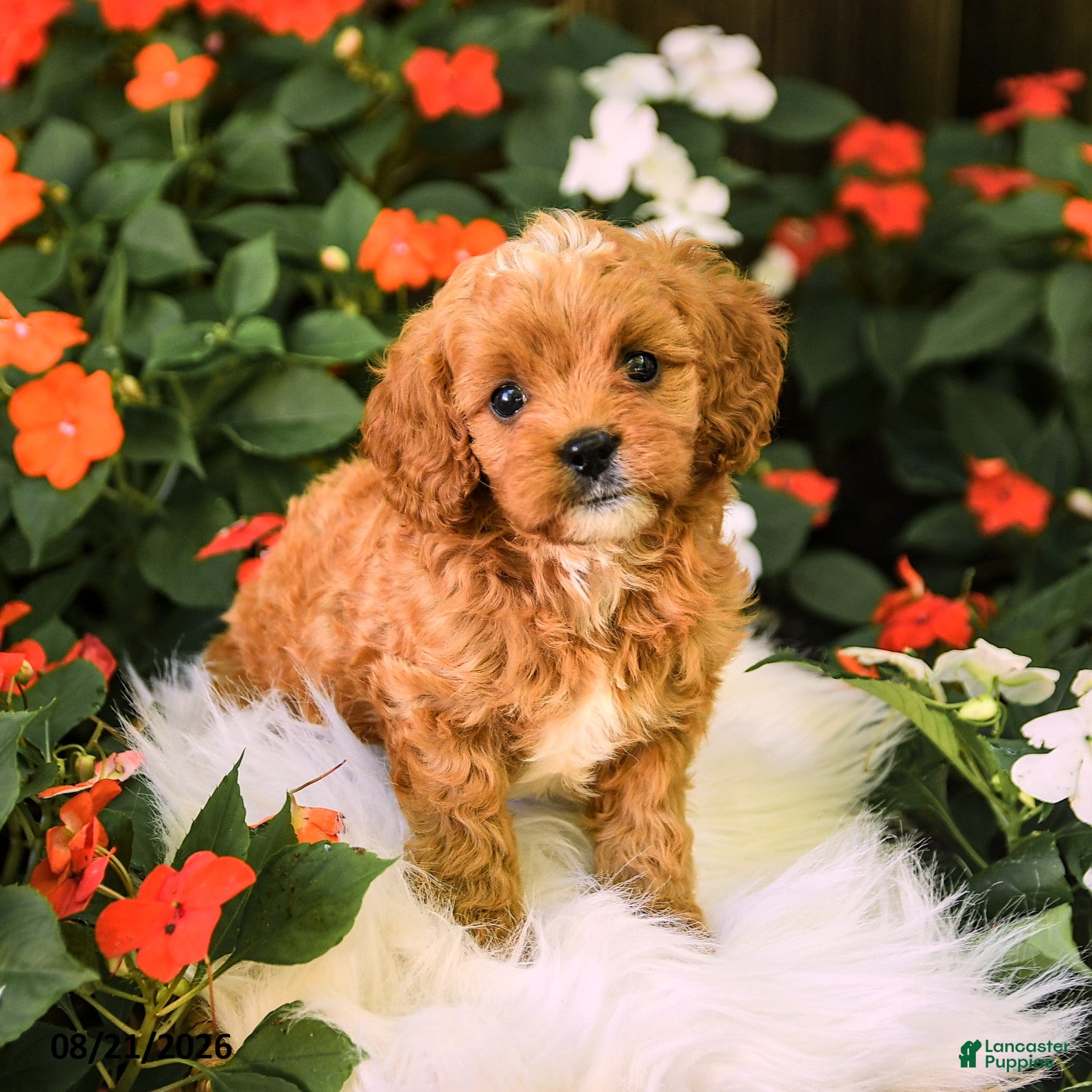 Cavapoo dogs Buddy - Ad 1