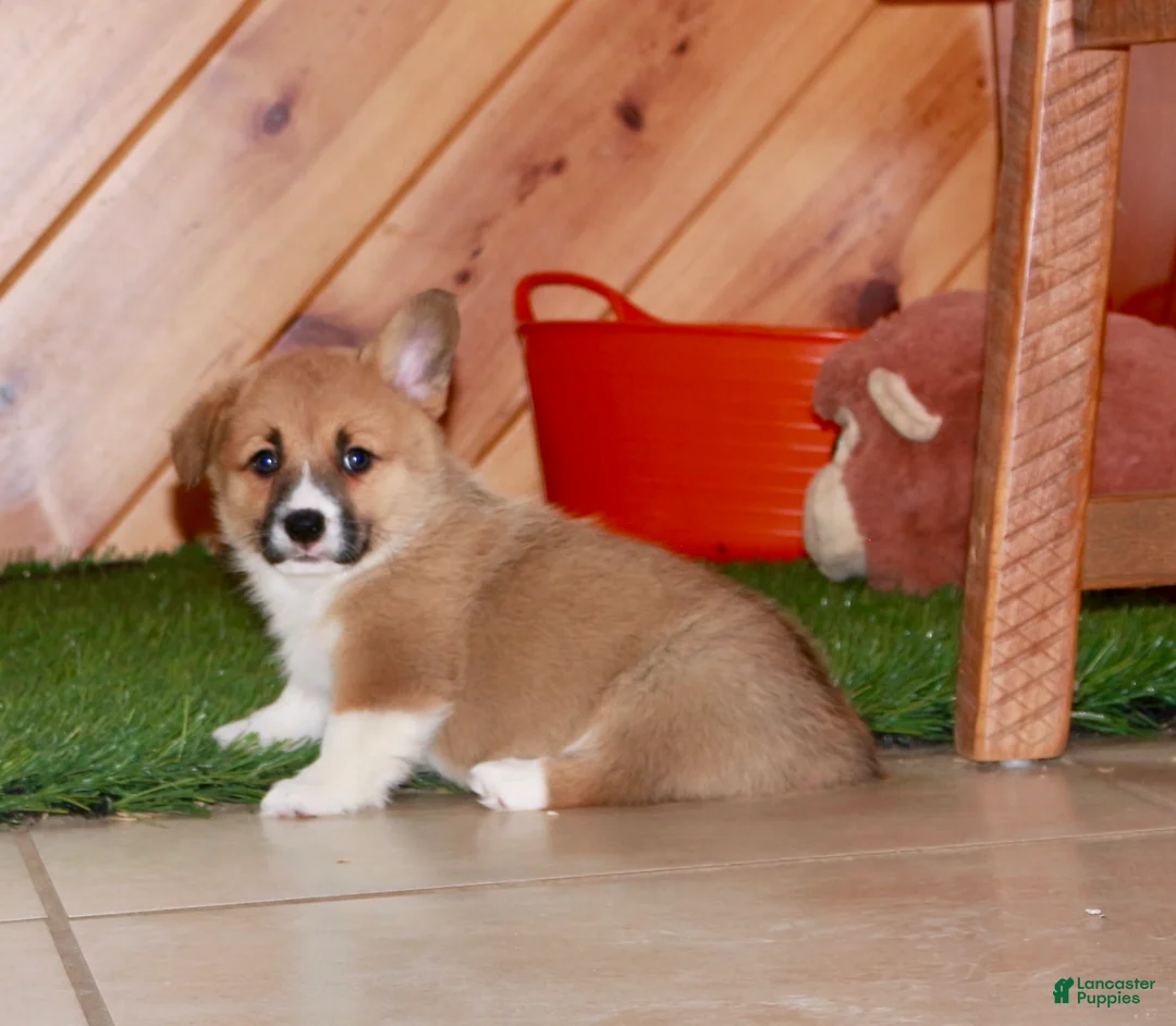 Welsh Corgi Pembroke dogs for sale: Welsh Corgi Pembroke Puppy 1 - Ad 10