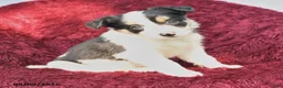 Border Collie dogs for sale: Nadine - Ad 2
