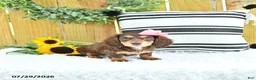 Miniature Dachshund dogs for sale: Carmi - Ad 3