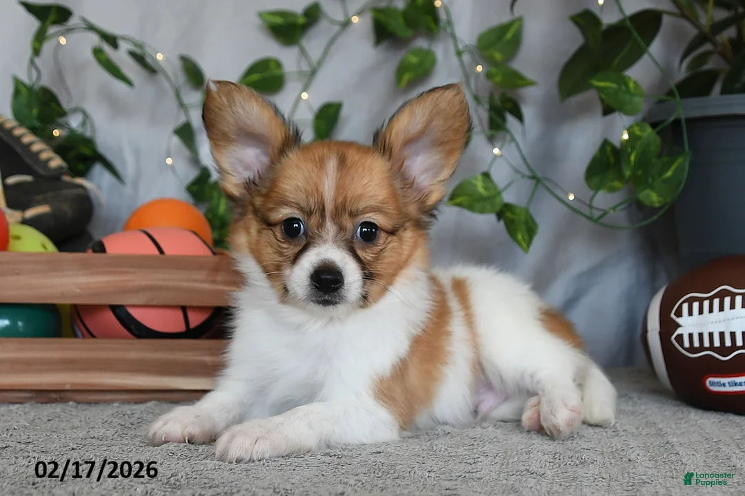 Papillon dogs for sale: Dylan - Ad 3
